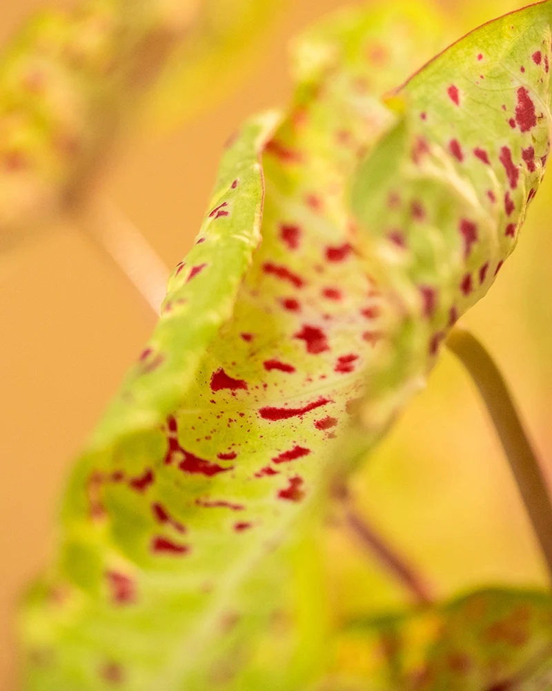 Caladium Trio