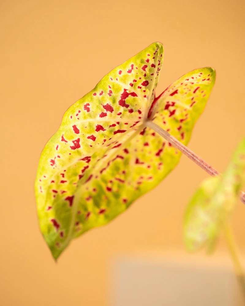 Caladium Trio