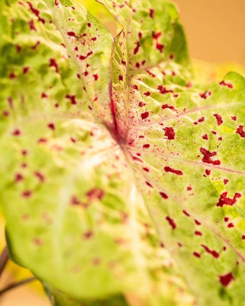 Caladium Trio