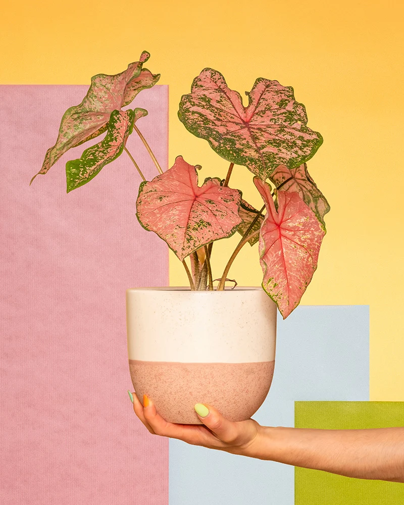 Caladium 'Pink Beauty'