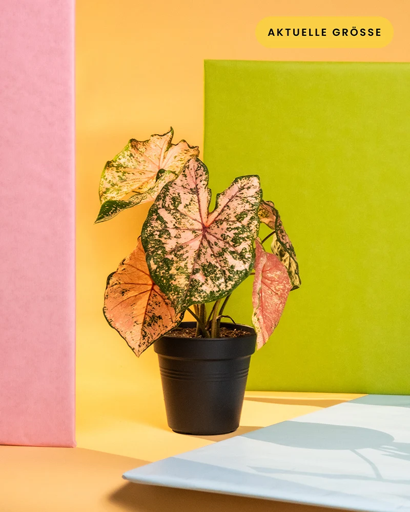Caladium 'Pink Beauty'