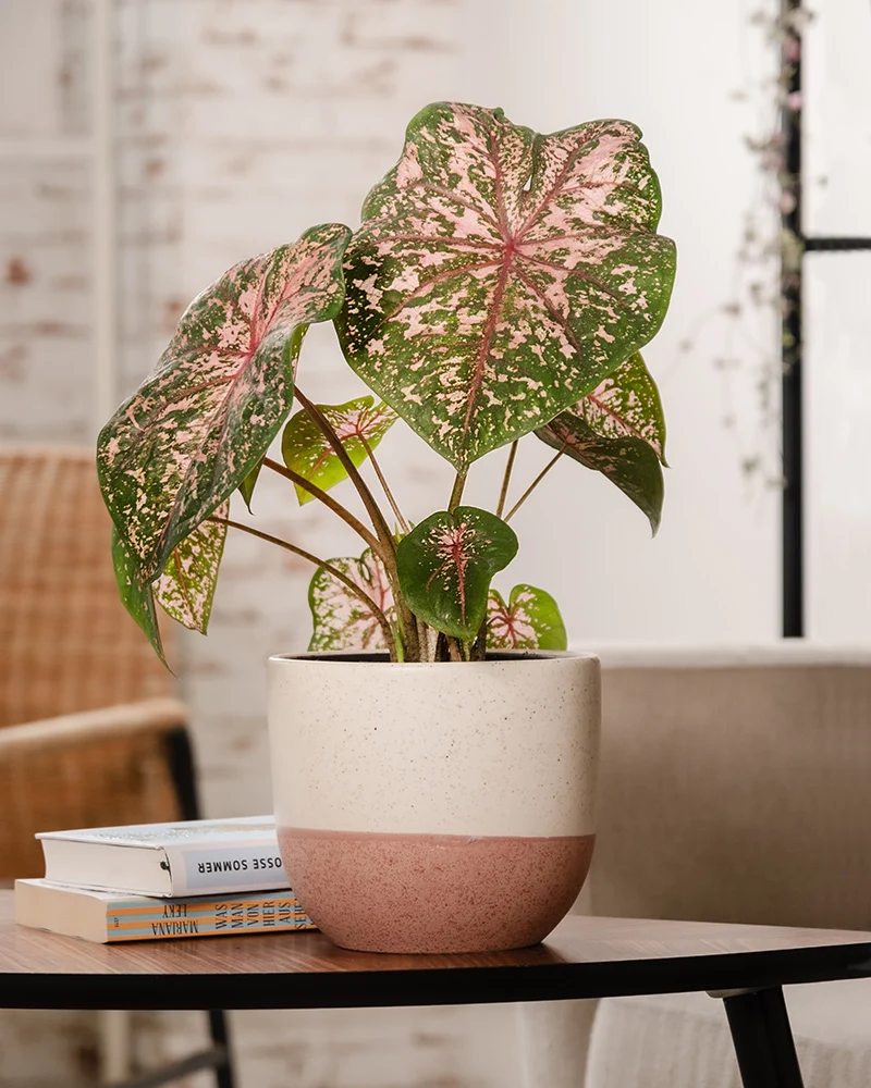 Caladium 'Pink Beauty'