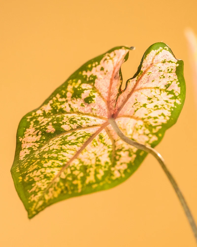 Caladium 'Pink Beauty'