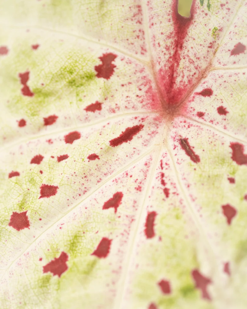 Caladium 'Miss Muffet'