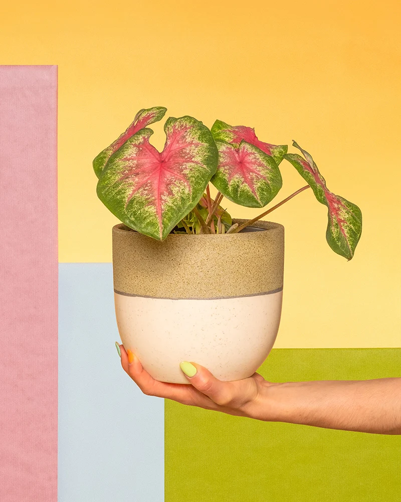 Caladium 'Rosebud'