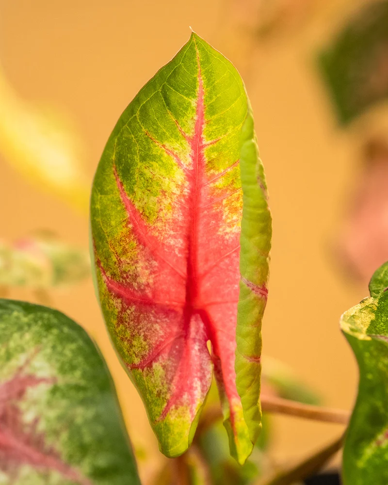 Caladium 'Rosebud'