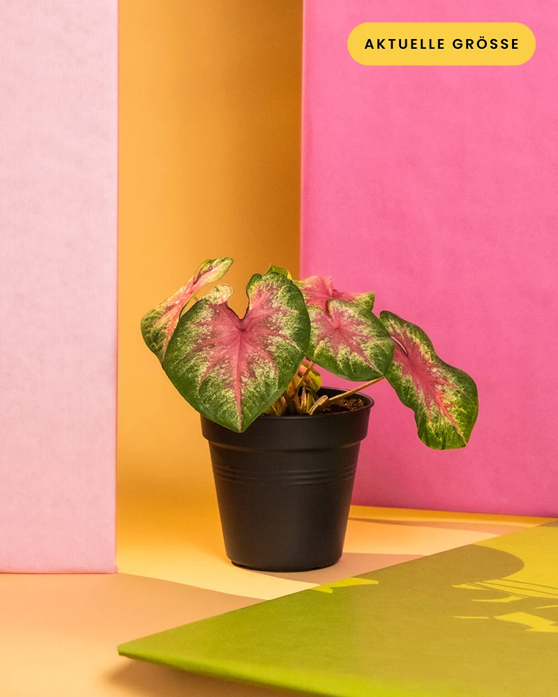 Caladium 'Rosebud'