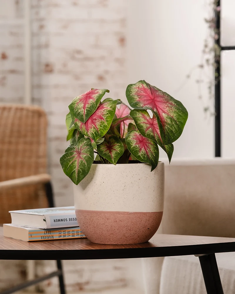 Caladium 'Rosebud'