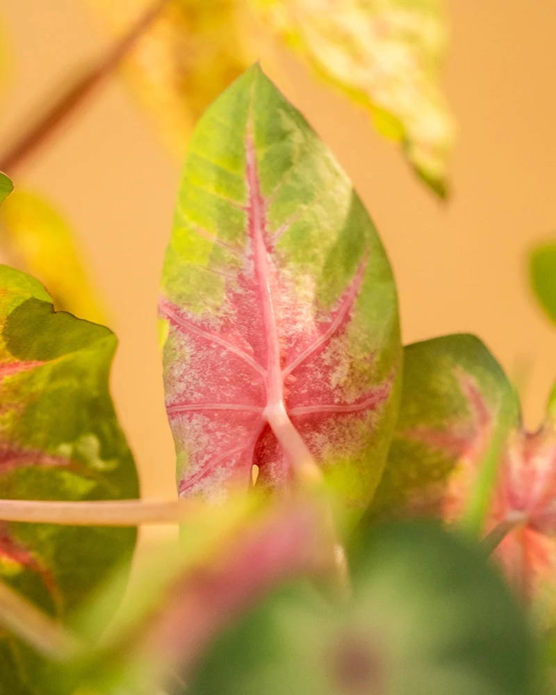 Caladium 'Rosebud'