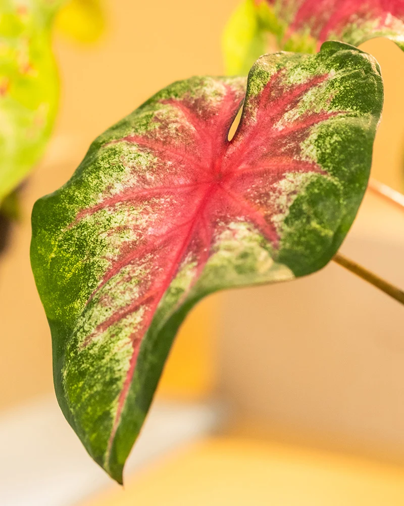 Caladium 'Rosebud'