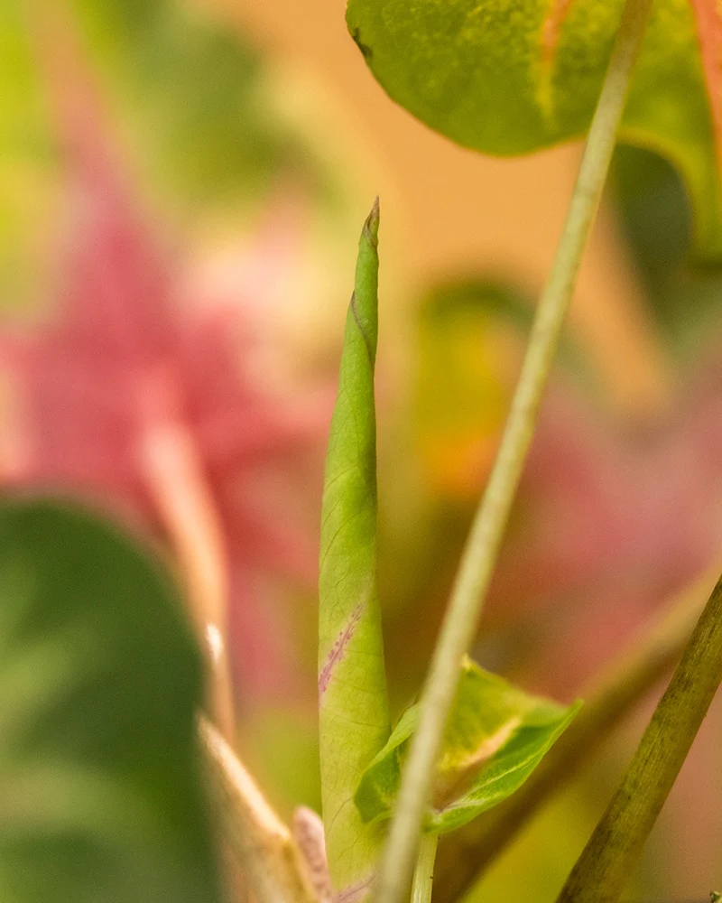 Caladium 'Rosebud'