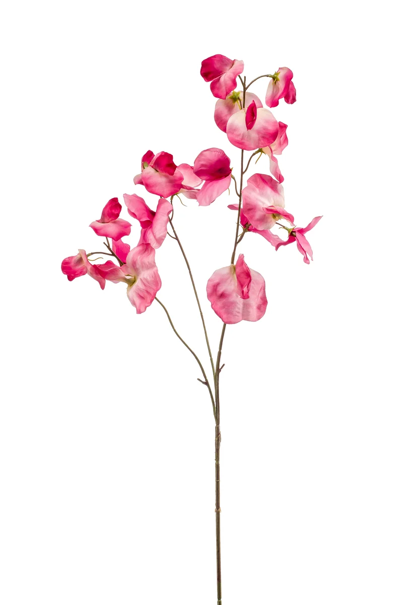 Lathyrus künstlich 75 cm - 1 Stiel - Rosa
