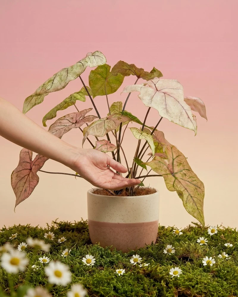 Caladium 'Spring Fling'