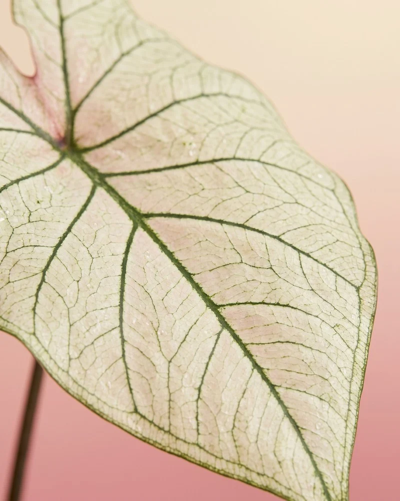 Caladium 'Spring Fling'