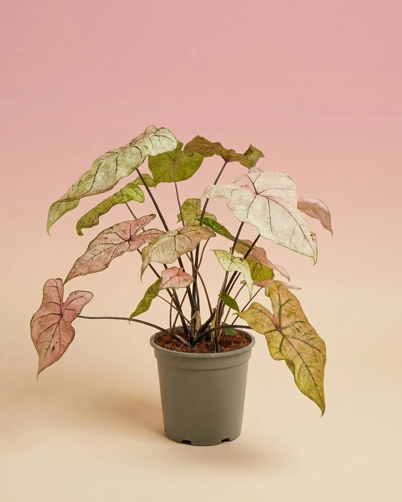 Caladium 'Spring Fling'