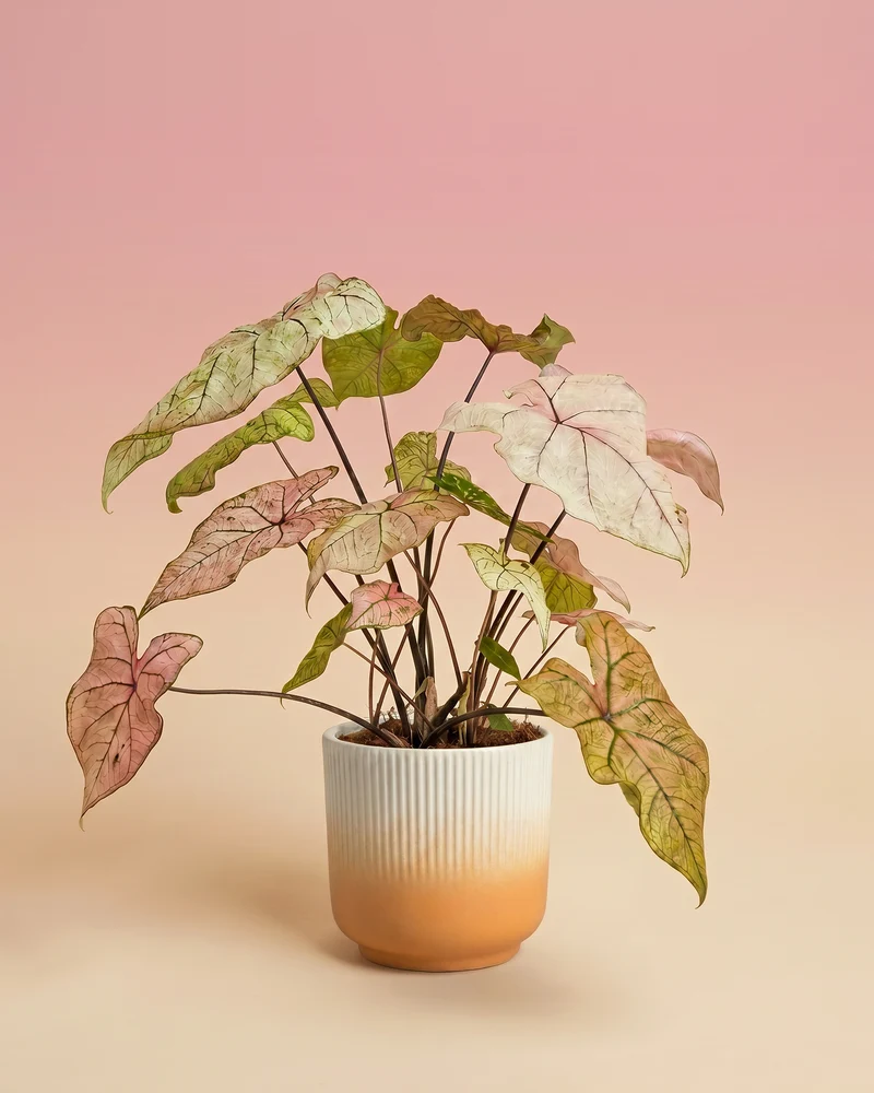 Caladium 'Spring Fling'
