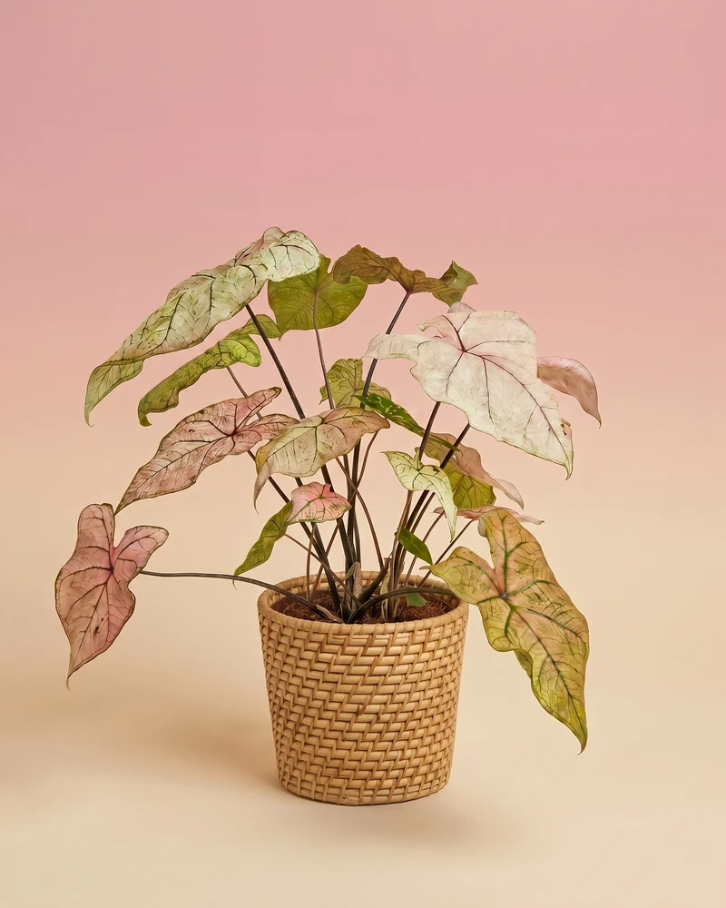 Caladium 'Spring Fling'