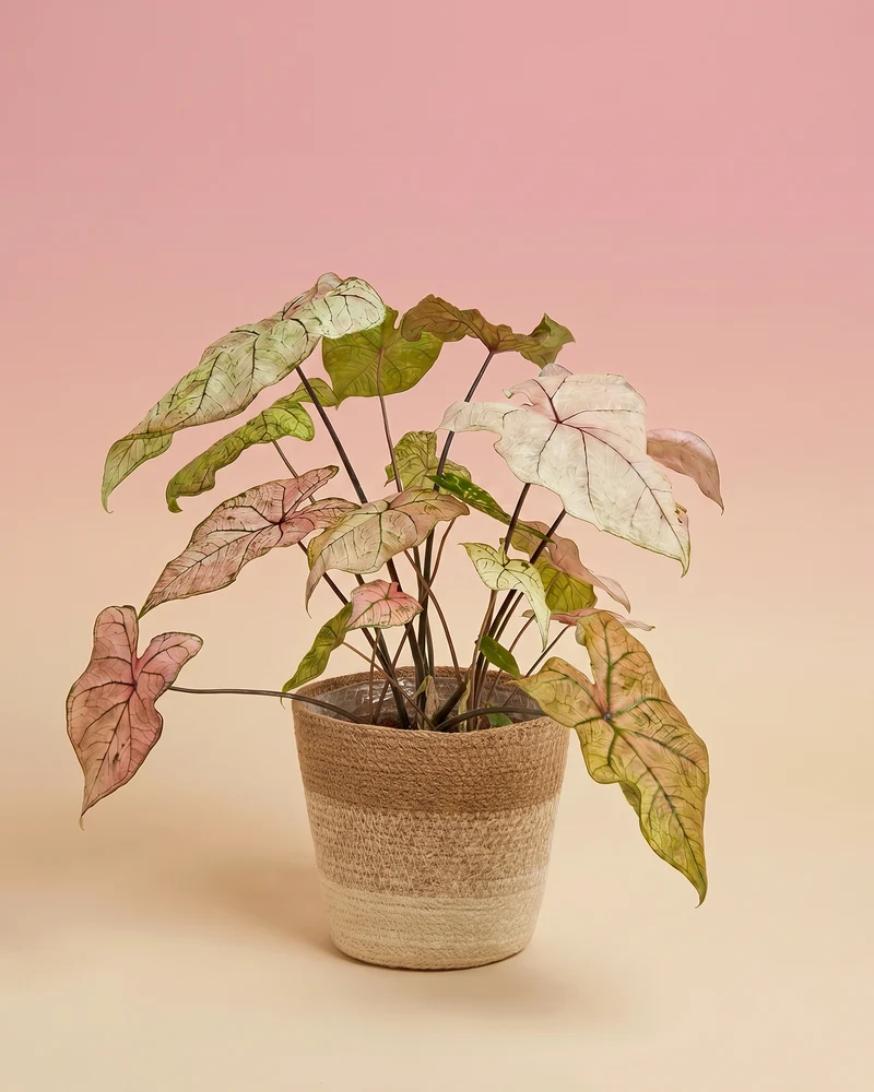 Caladium 'Spring Fling'