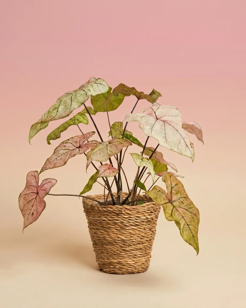 Caladium 'Spring Fling'