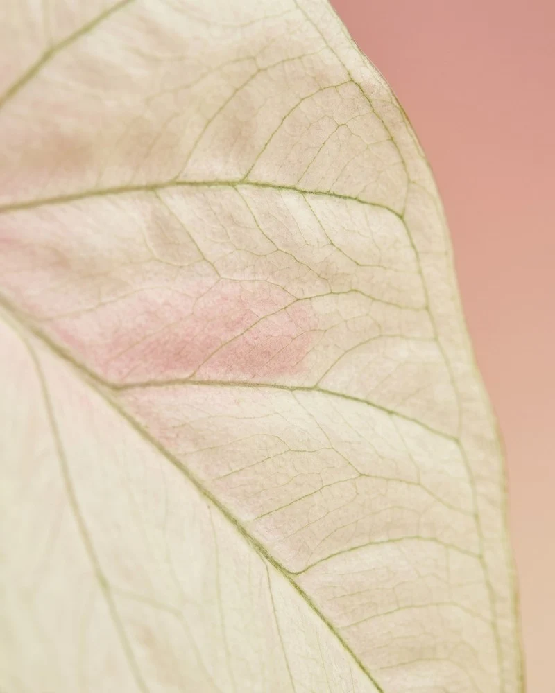 Caladium 'Spring Fling'