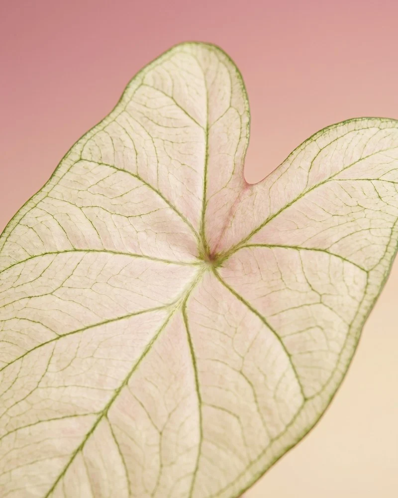 Caladium 'Spring Fling'