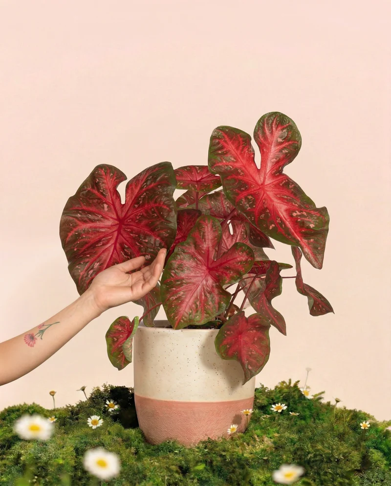 Caladium 'Red Flash'