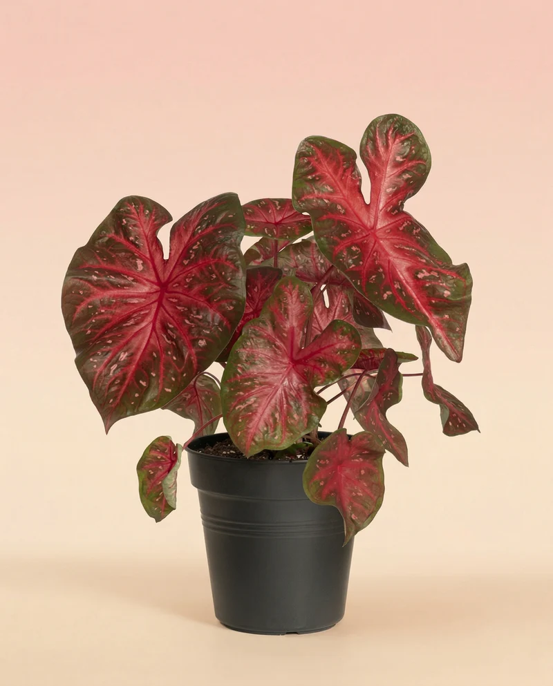 Caladium 'Red Flash'