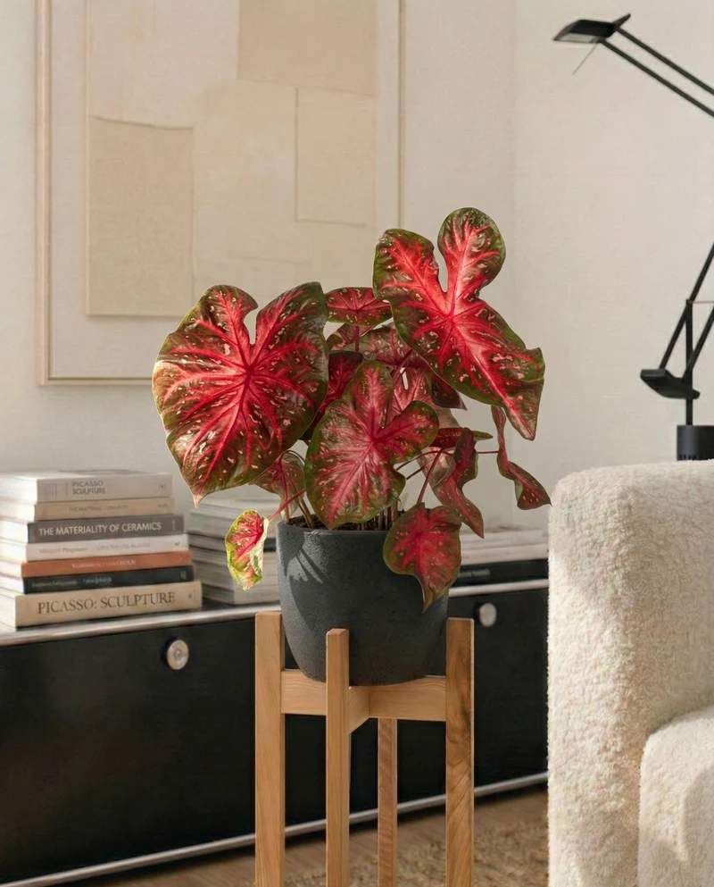 Caladium 'Red Flash'