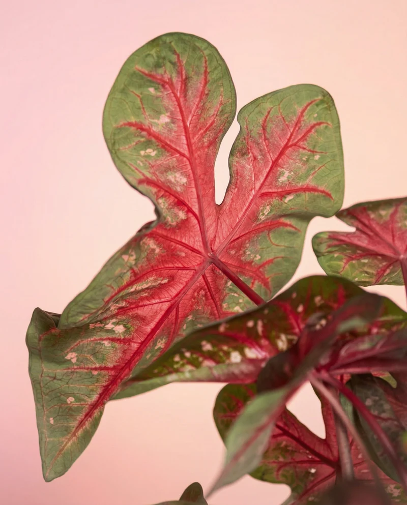 Caladium 'Red Flash'