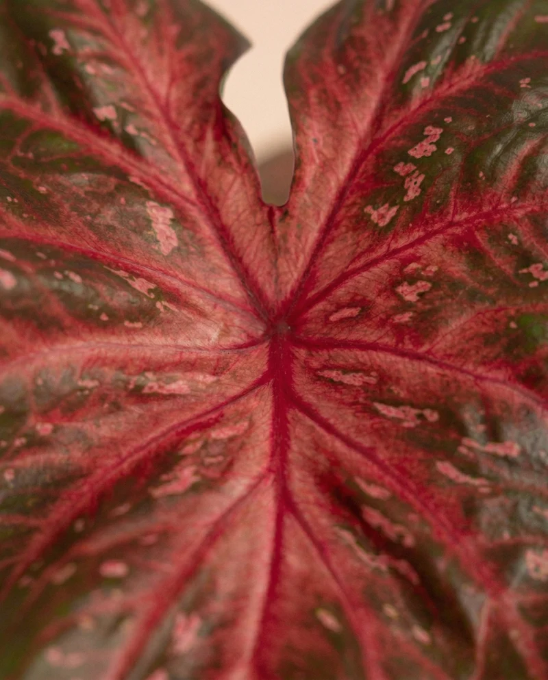 Caladium 'Red Flash'