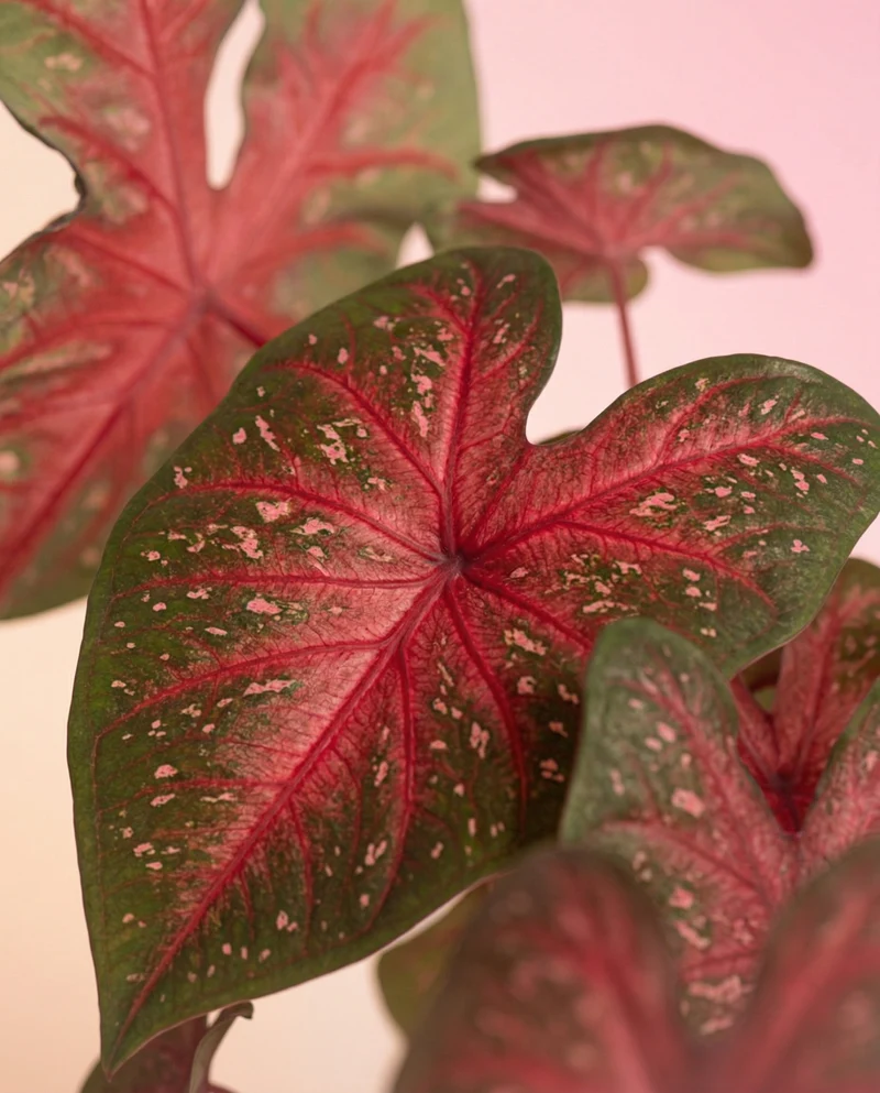 Caladium 'Red Flash'