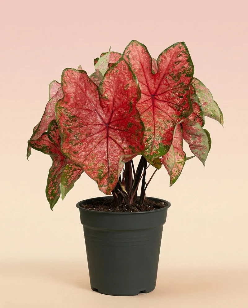 Caladium 'Lava Glow'