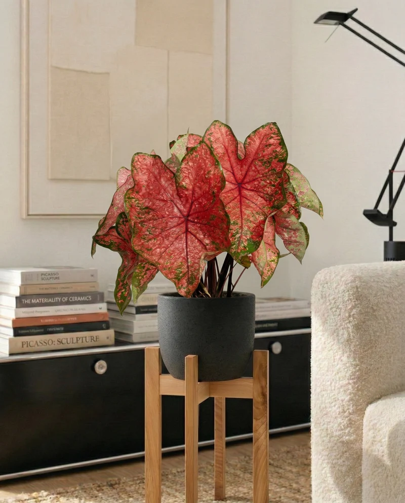 Caladium 'Lava Glow'