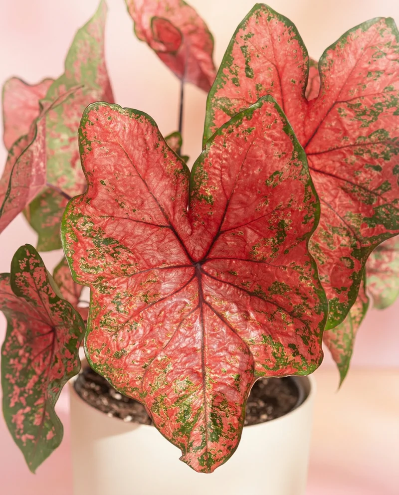 Caladium 'Lava Glow'