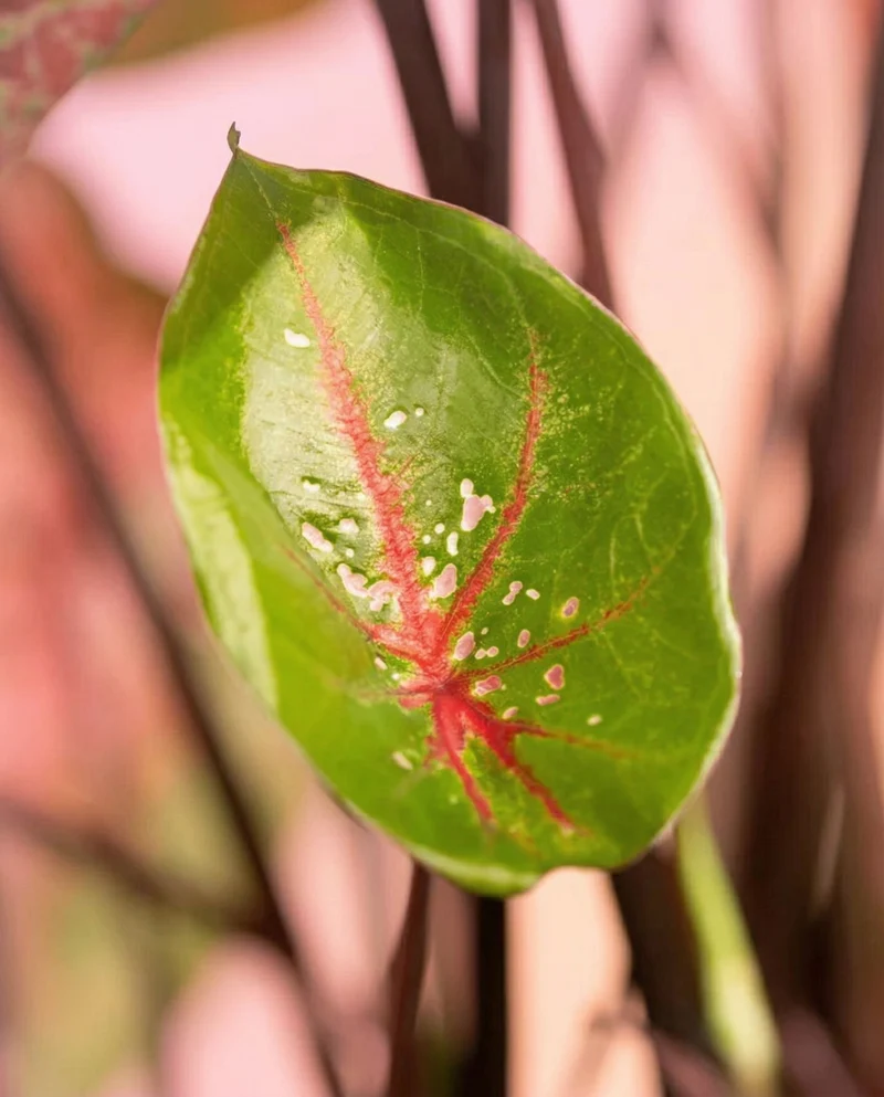 Caladium 'Lava Glow'