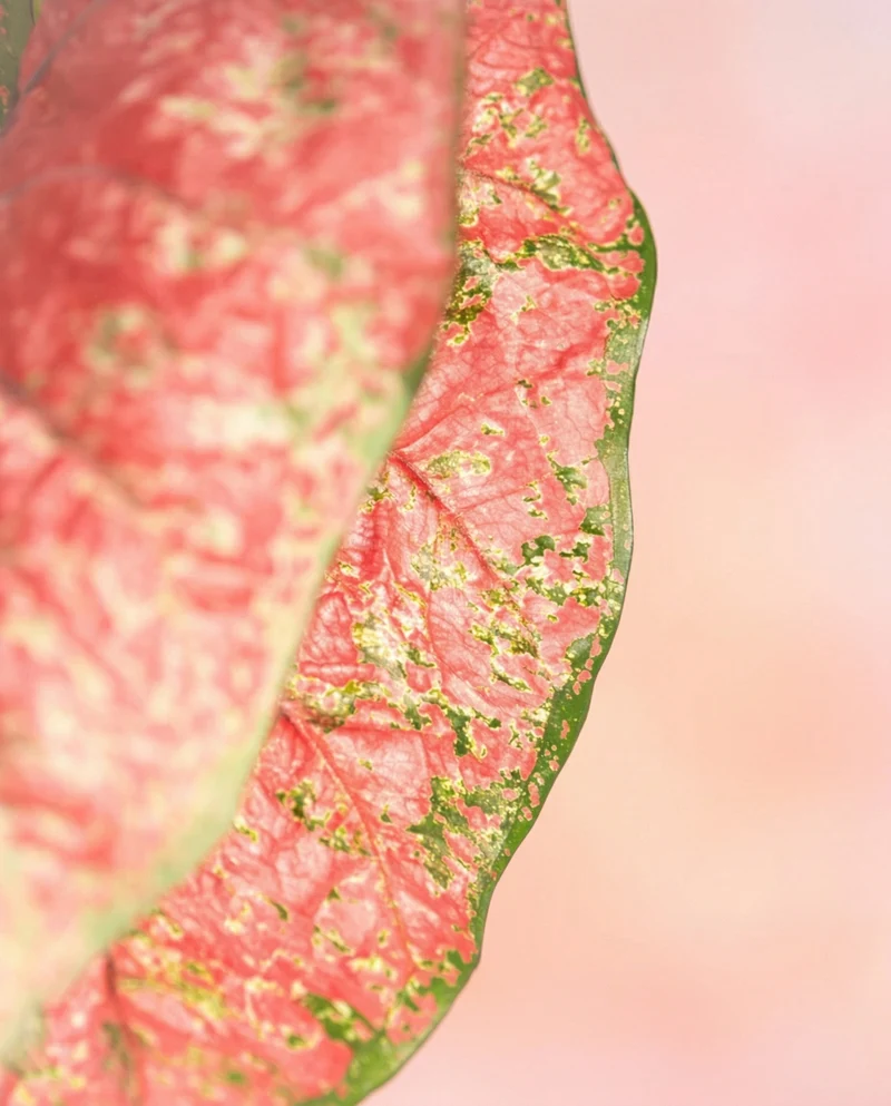 Caladium 'Lava Glow'
