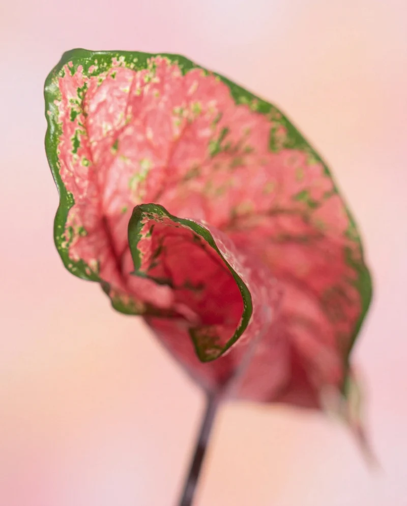 Caladium 'Lava Glow'