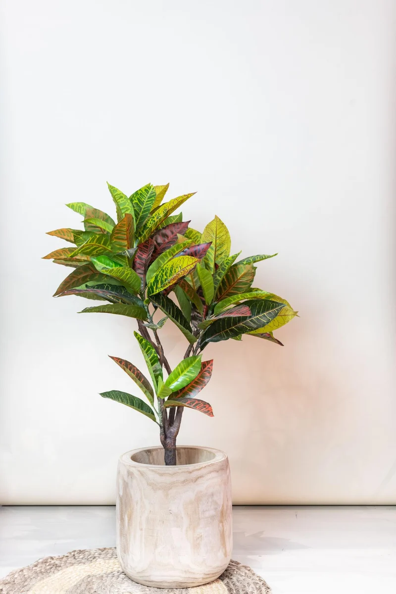 Kunstpflanze - Croton Codiaeum - Wunderstrauch - 95cm & 120cm