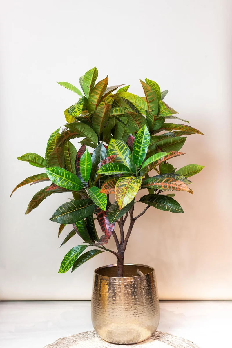 Kunstpflanze - Croton Codiaeum - Wunderstrauch - 95cm & 120cm