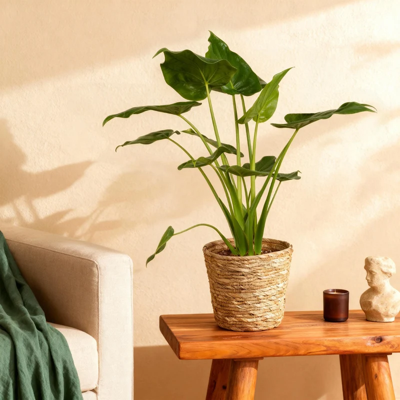Alocasia Cucullata - Buddha-Hand mit Korb - Topf 21cm - Höhe 65-70cm