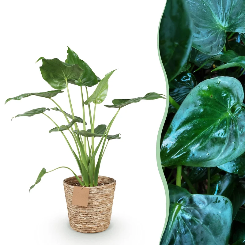 Alocasia Cucullata - Buddha-Hand mit Korb - Topf 21cm - Höhe 65-70cm