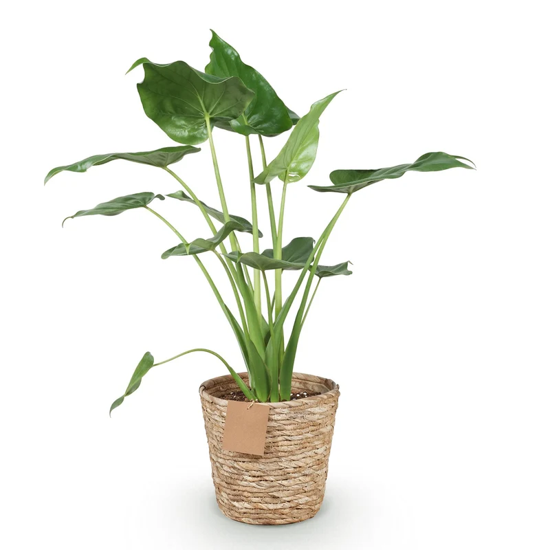 Alocasia Cucullata - Buddha-Hand mit Korb - Topf 21cm - Höhe 65-70cm