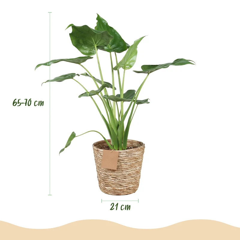 Alocasia Cucullata - Buddha-Hand mit Korb - Topf 21cm - Höhe 65-70cm