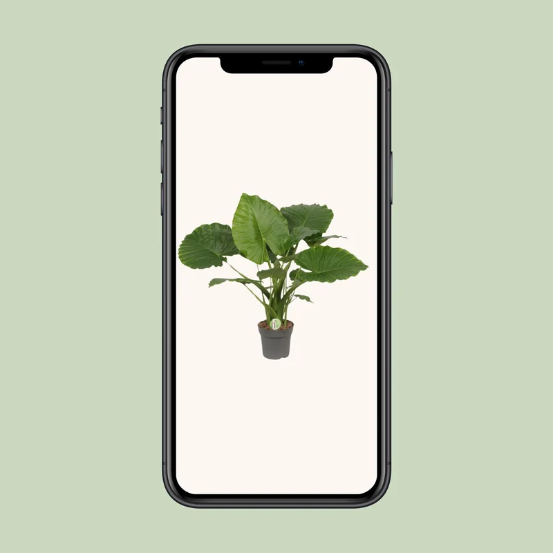 Alocasia Gageana California - Ø21cm - ↕80cm
