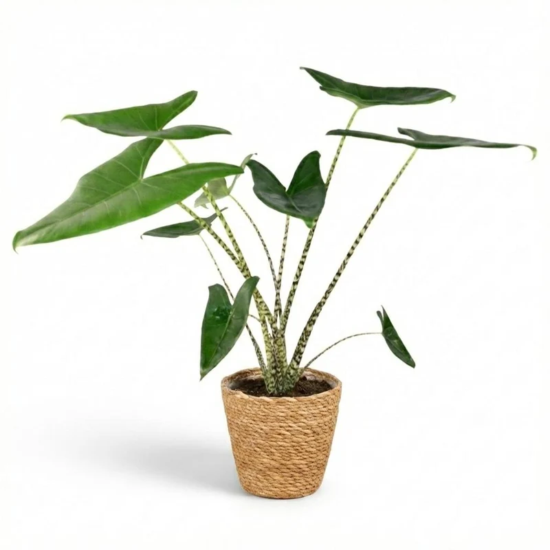 Alocasia zebrina (Elefantenohr) 70–75 cm Ø21 inkl. Korb