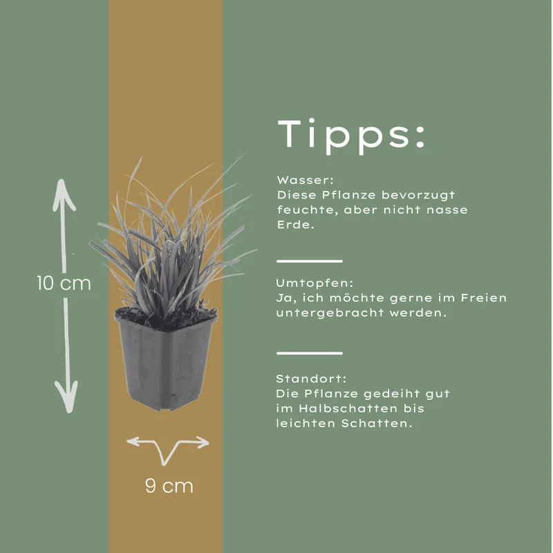 6x Japan-Segge kaufen – Carex morrowii | Ziergras, Höhe 10–25 cm, Ø 9 cm