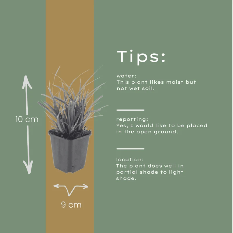 6x Japan-Segge kaufen – Carex morrowii | Ziergras, Höhe 10–25 cm, Ø 9 cm
