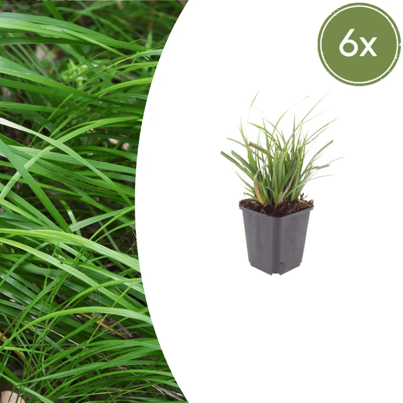 6x Japan-Segge kaufen – Carex morrowii | Ziergras, Höhe 10–25 cm, Ø 9 cm
