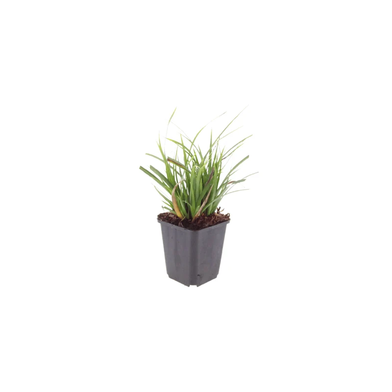 6x Japan-Segge kaufen – Carex morrowii | Ziergras, Höhe 10–25 cm, Ø 9 cm