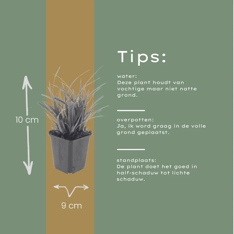 6x Japan-Segge kaufen – Carex morrowii | Ziergras, Höhe 10–25 cm, Ø 9 cm